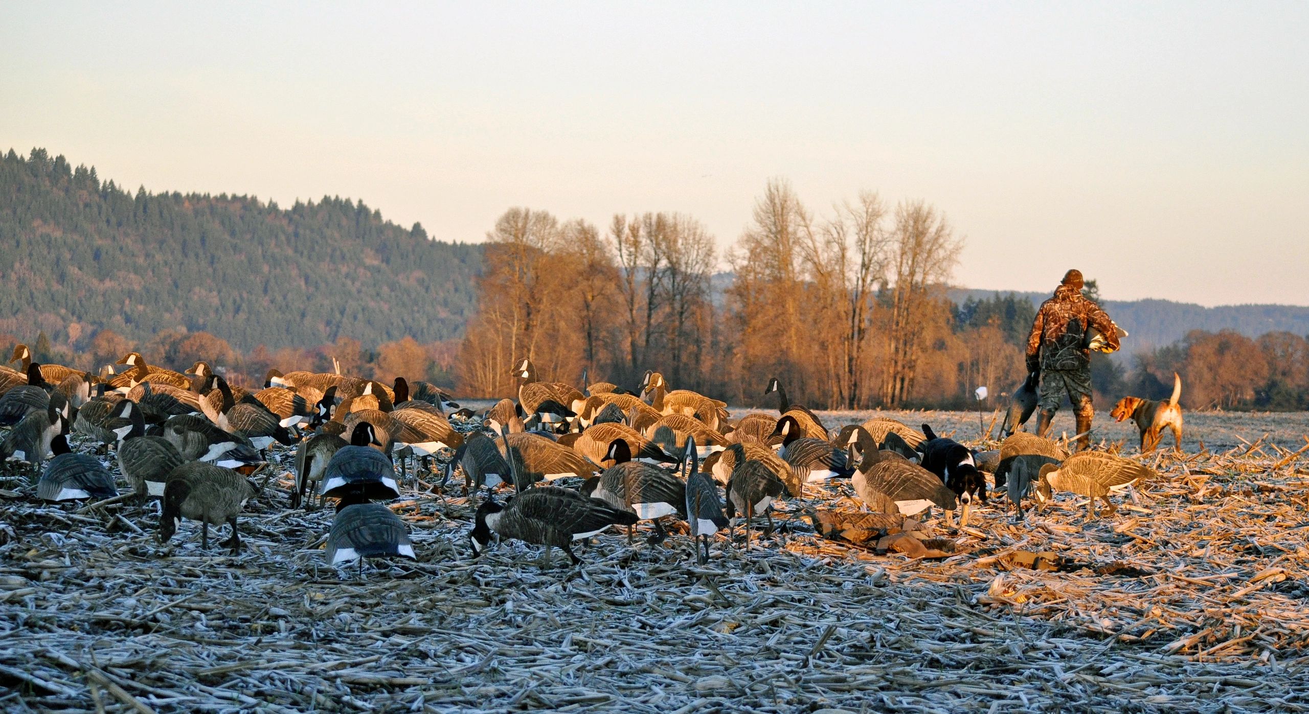 Duck Hunting Sauvie Island Duck Club